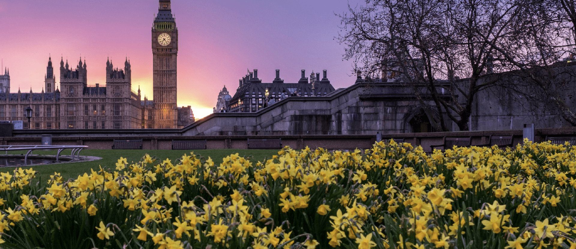 Yellow flowers in front of Big Ben.